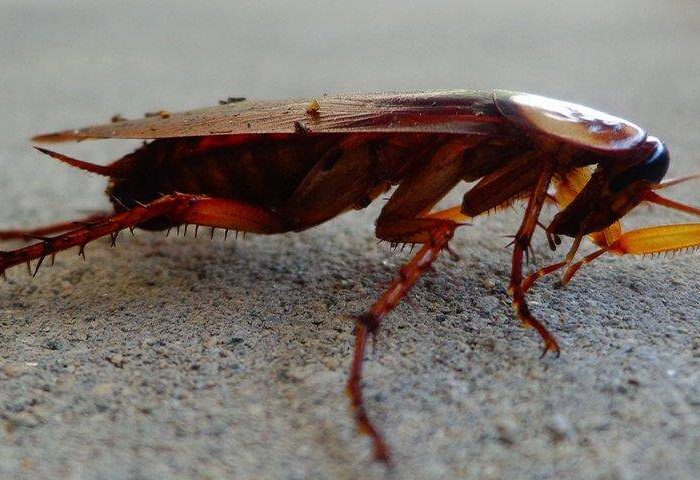 Cockroach - Dangers of cockroaches in Bradenton
