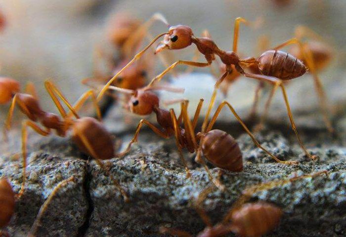Ants - Ant Control Tips