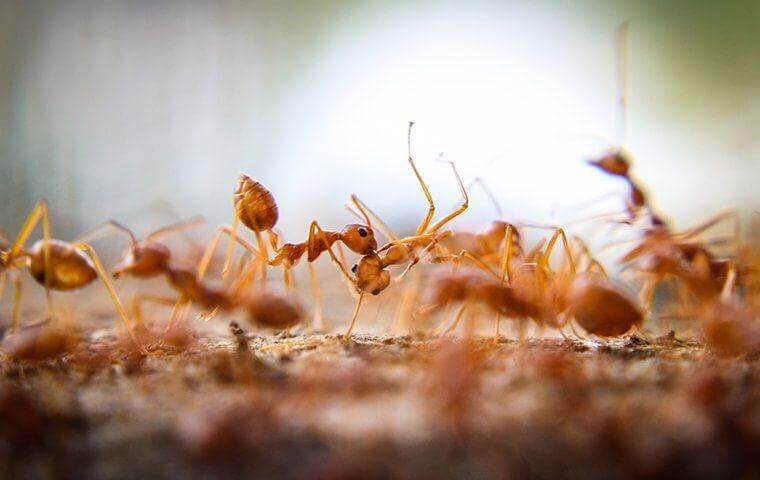 Fire Ants - Ant control bradenton