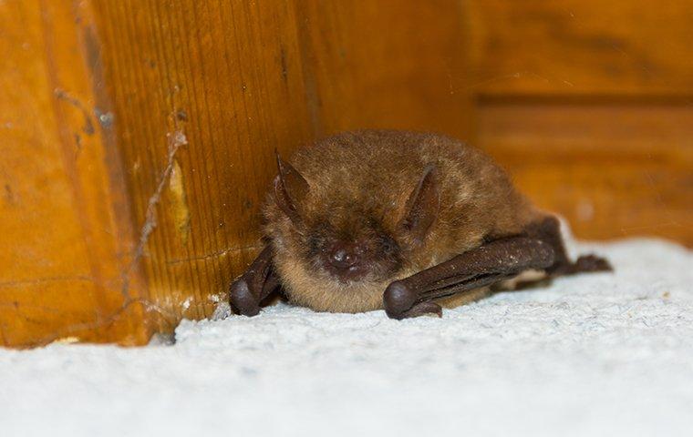 Little bat on the floor - Avoiding bats in Bradenton