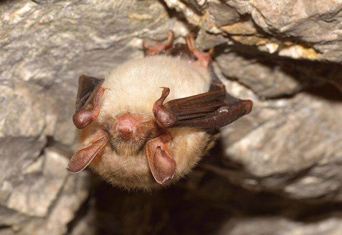 Hanging and sleeping bat - Amazing things bats do