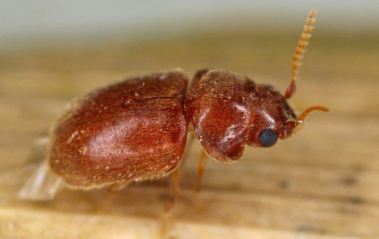 Cigarette beetle - Panty pests