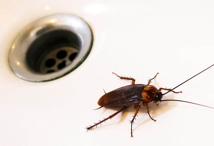 Cockroach near sink drain - Cockroaches in Bradenton