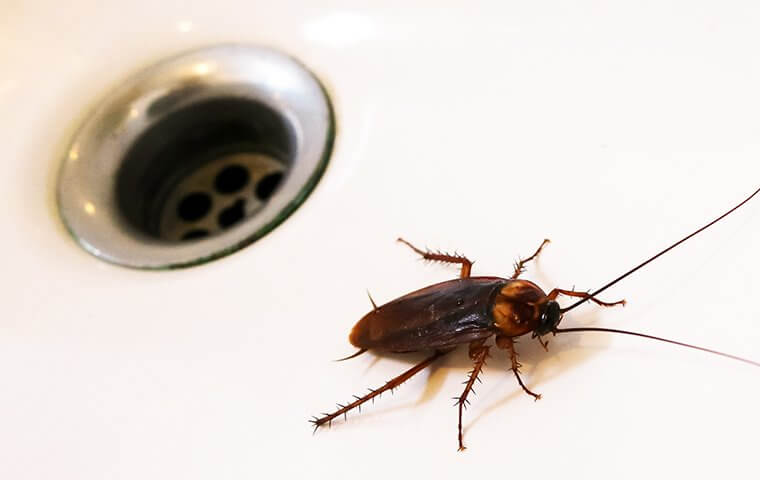 Cockroach near sink drain - Cockroaches in Bradenton