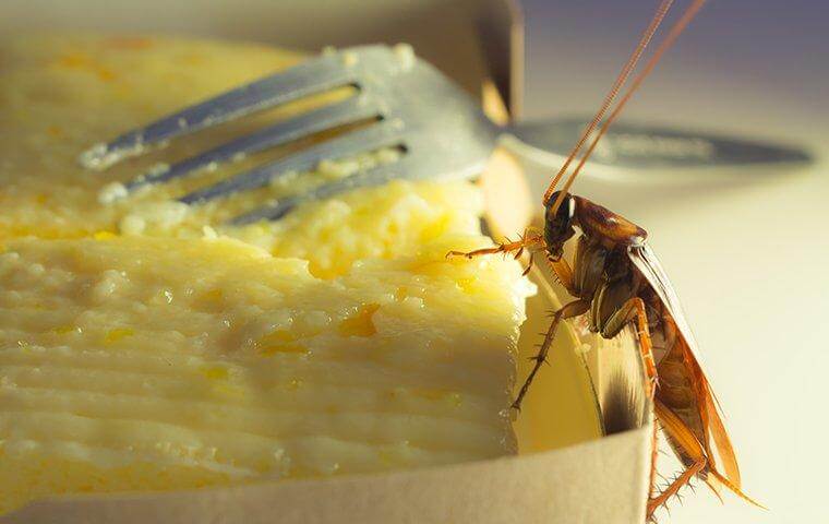cockroach on top of cake - Warning signs of roaches