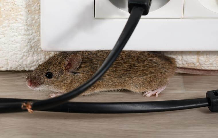 Mouse under the socket - Rodent prevention tips