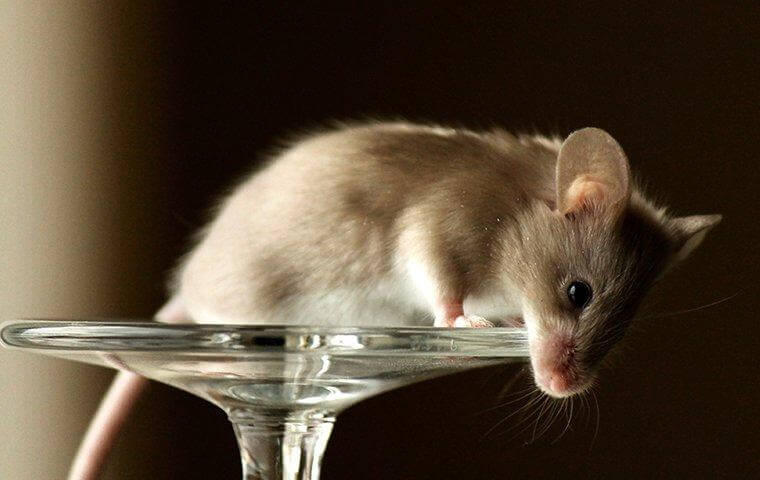 Mouse on a glass wine - Mouse control in Bradenton