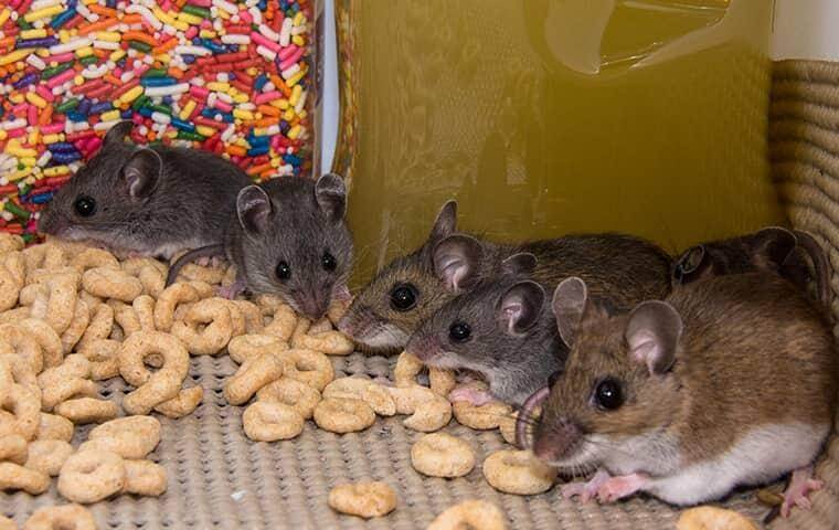 Mice eating pantry food - Rodent infestation in Bradenton