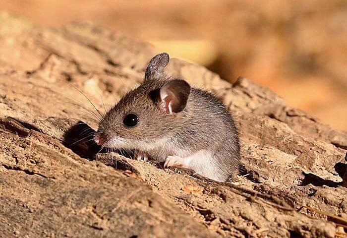 Mouse standing on land - Mice in Bradenton home