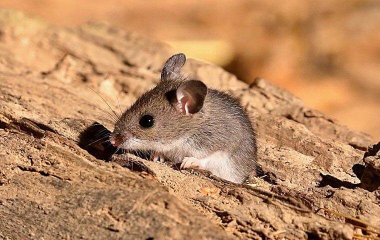 Mouse standing on land - Mice in Bradenton home