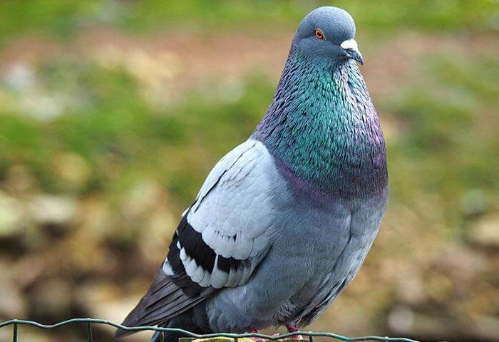 Pigeons - Problem with pigeons on your Bradenton property