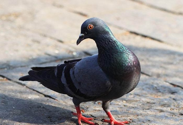 pigeon standing - birds in Bradenton