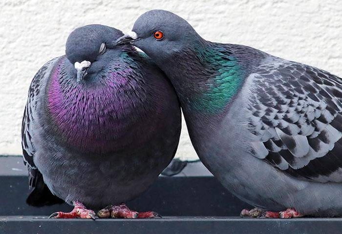 Pigeons - Pest Birds