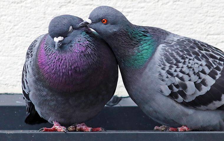 Pigeons - Pest Birds