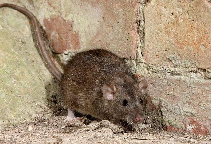 rat on the side of the wall rodent control services