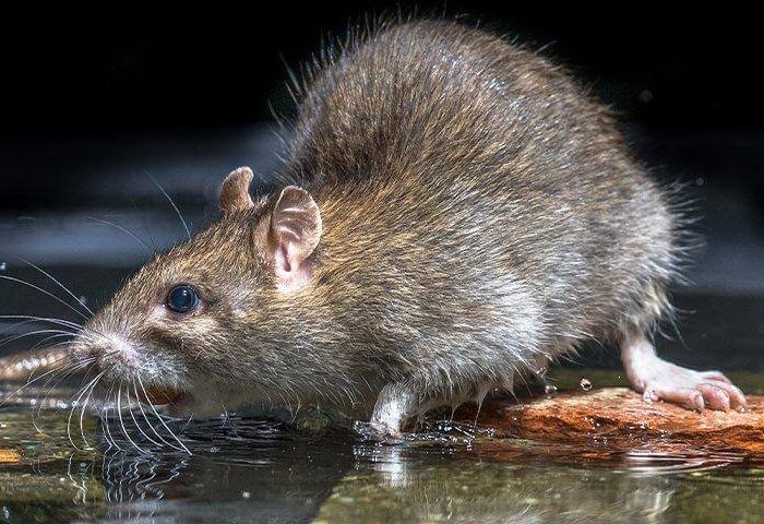 rat on dirty water rodent control services