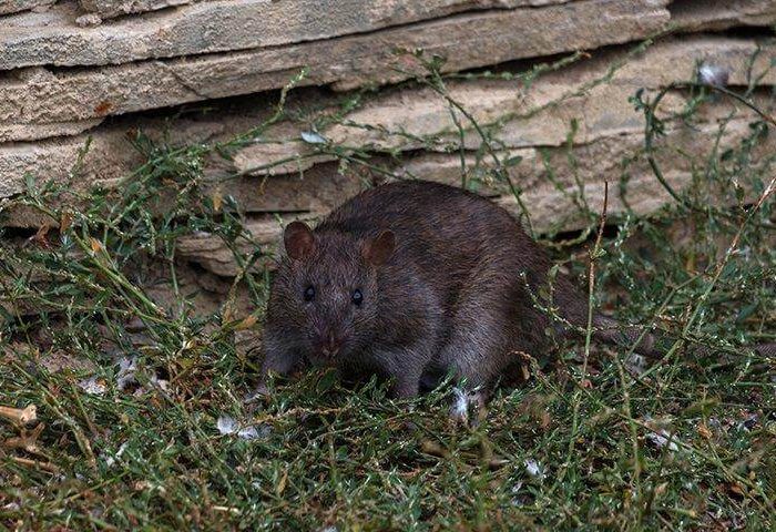 Rat standing on grass - Rodent Problems in Sarasota