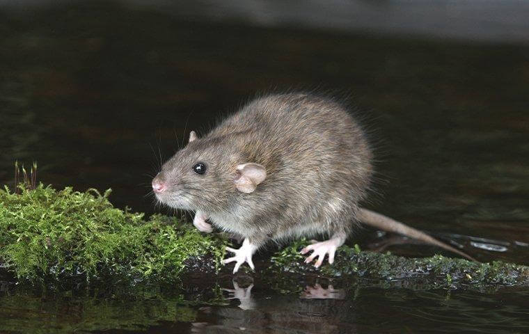 Rat standing on moss rodent control services bradenton - Effective Rat Control
