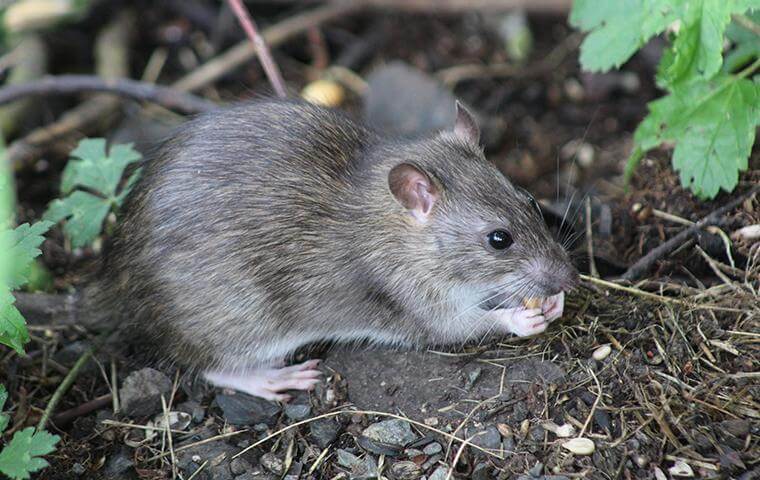 Rat eating - Dangers Rats Bring