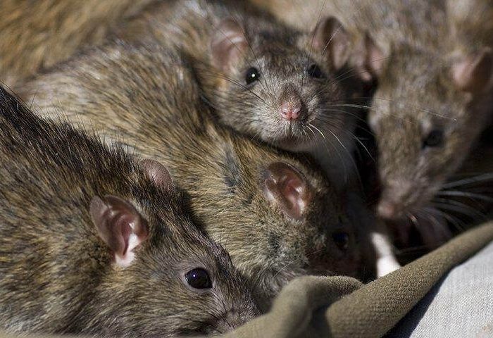 Rat infestation rodent pest control services - Ways rats get into homes
