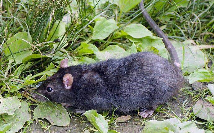 Rat walking in grass - Guide to Rat Control