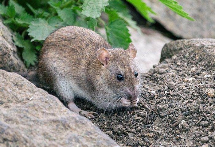 small rat eating outside rodent pest control services - Guide to effect rat control