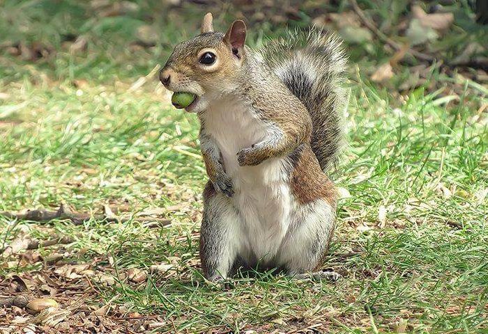 Squirrel eating acorn - Sarasota squirrel control
