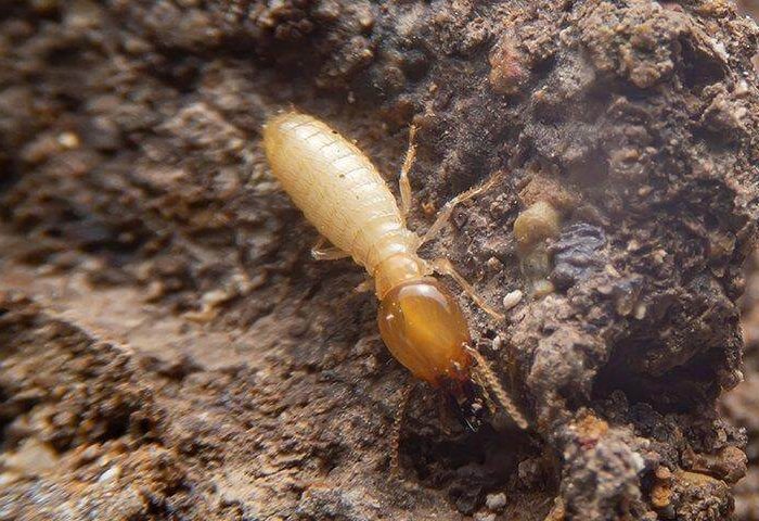 Termite - termites on bradenton property