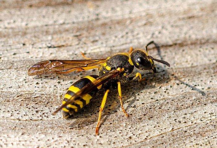 Wasp - Keeping wasps away from Bradenton