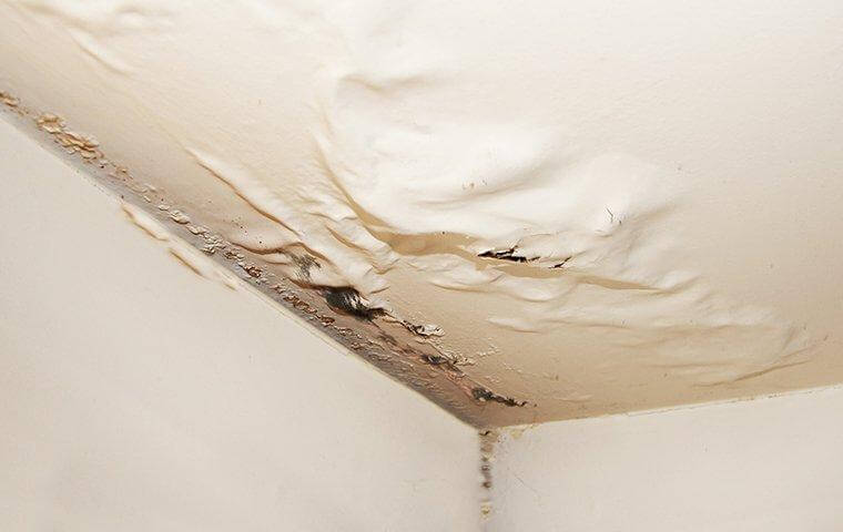 Water damage on ceiling - Things that attracts pests