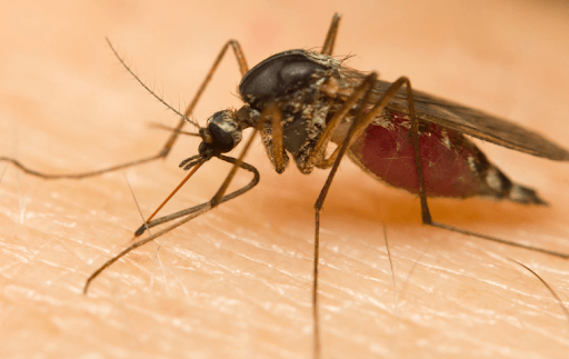 mosquito lands on hairy skin - Mosquitoes Pest Control