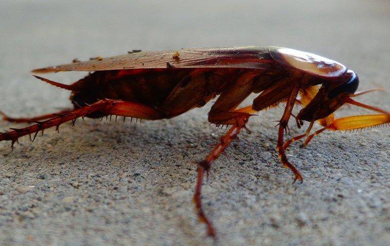 Cockroach - The dangers of cockroaches