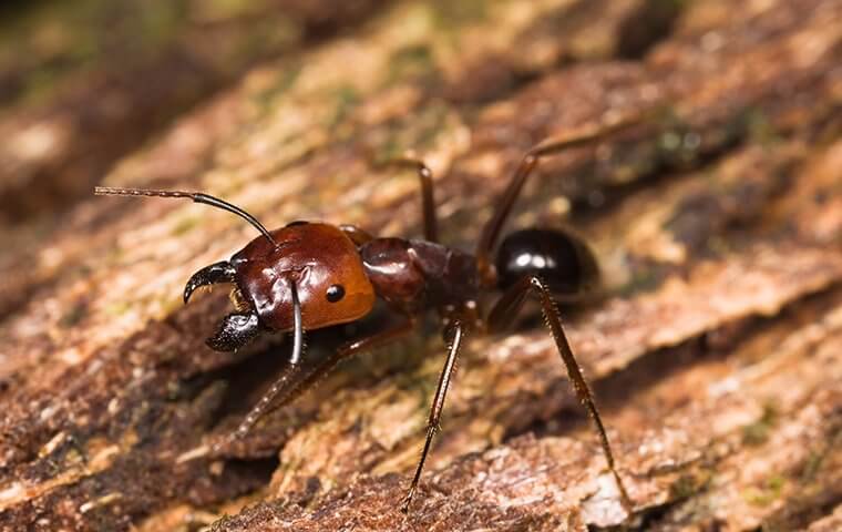 ant on wood - ants pest control bradenton