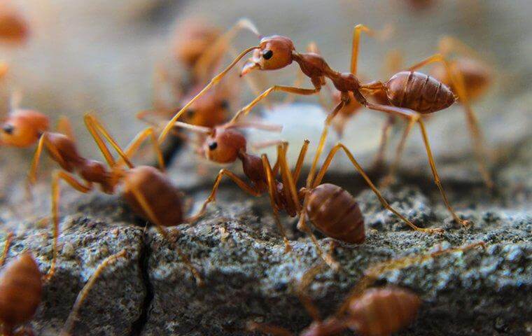 Ants - Ant Control Tips in Bradenton