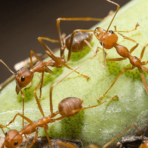 ants crawling on leaves pest control