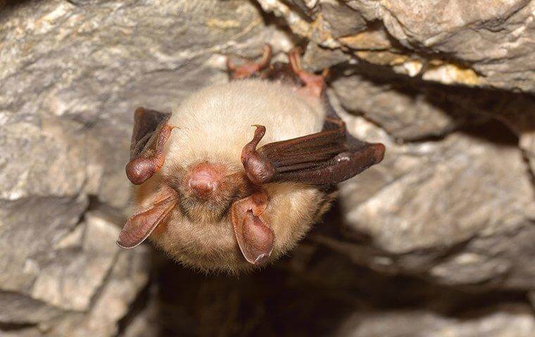 Bat hanging upside down - Amazing things bats do