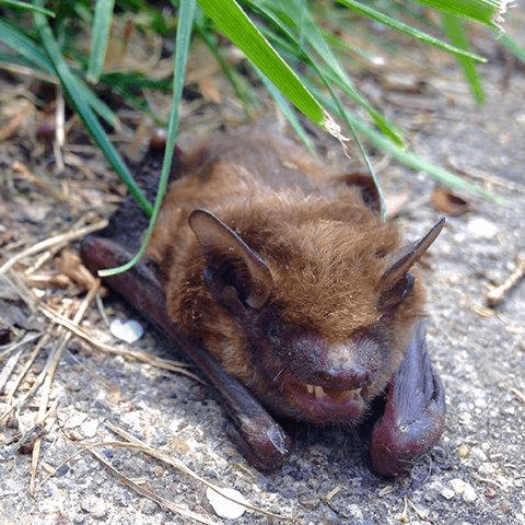 bats pest control bradenton