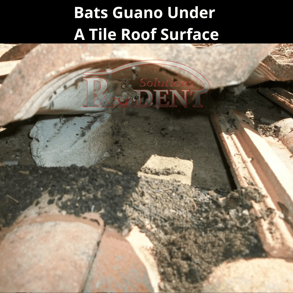 bats guano under a tile roof surface 1
