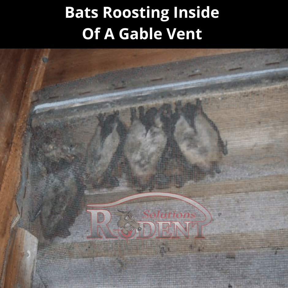 bats roosting inside of a gable vent