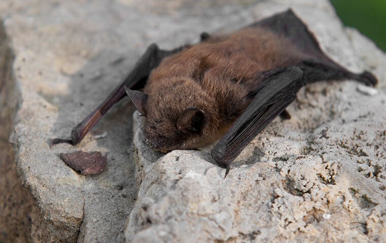 bat on the stone - bat pest control