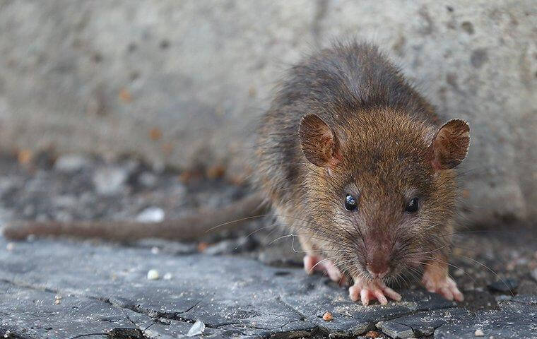 Rodent - How to get rid of rodents