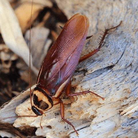 cockroach on wood - cockroach pest control