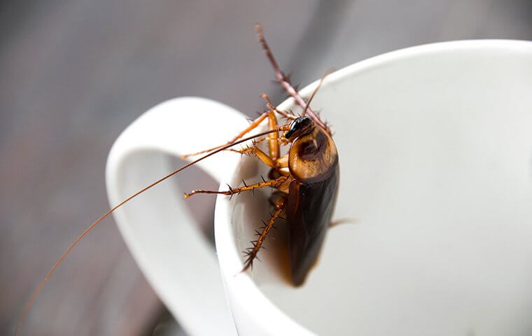cockroach in a cup general pest control