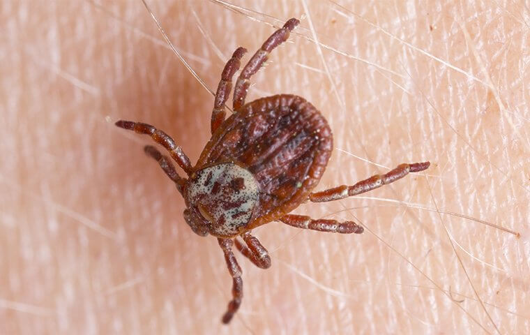 Flea Tick Control - tick on hairy skin