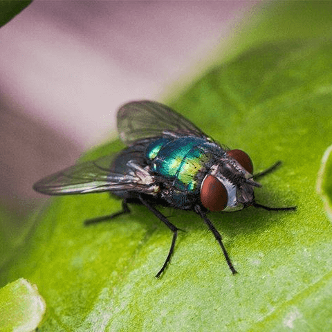 flies on a leaf pest control