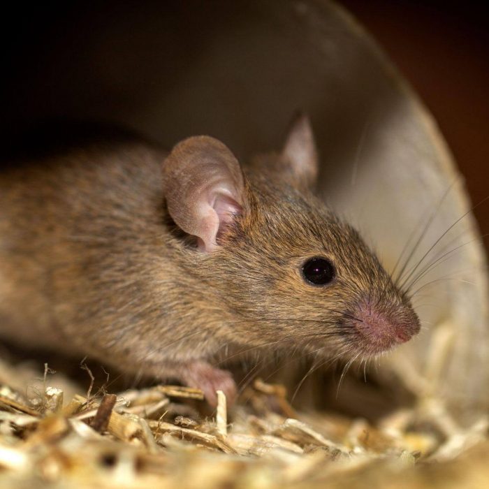 Mouse on a dead grass - Mice Control Services Bradenton