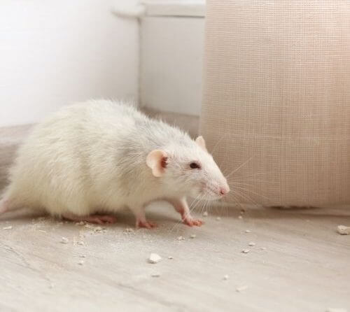 white mouse walking - rodent control sarasota and bradenton