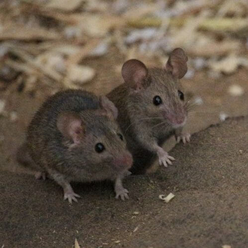 two mice on land rodent pest control