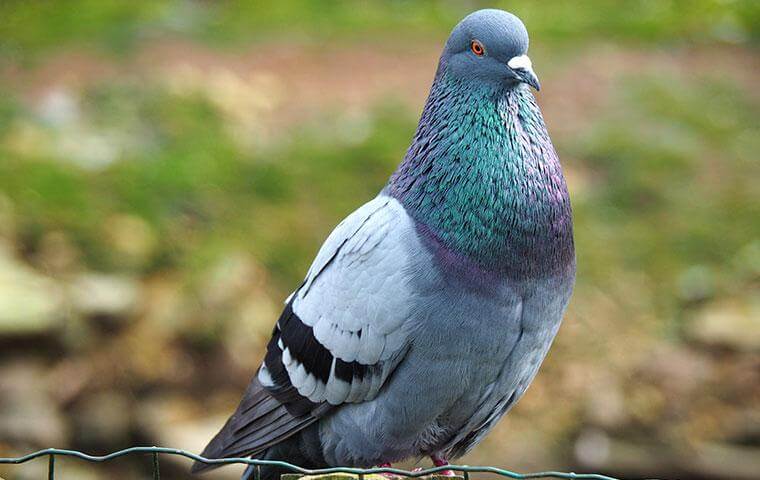 Pigeon - Bradenton Pigeon Problems