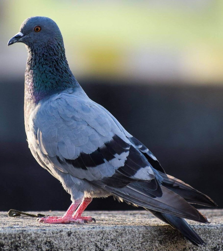 pigeon standing on a cement bird control sarasota